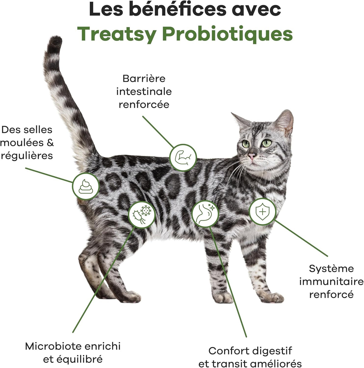 Probiotisches Nahrungsergänzungsmittel mit Fisch und Huhn für Katzen
