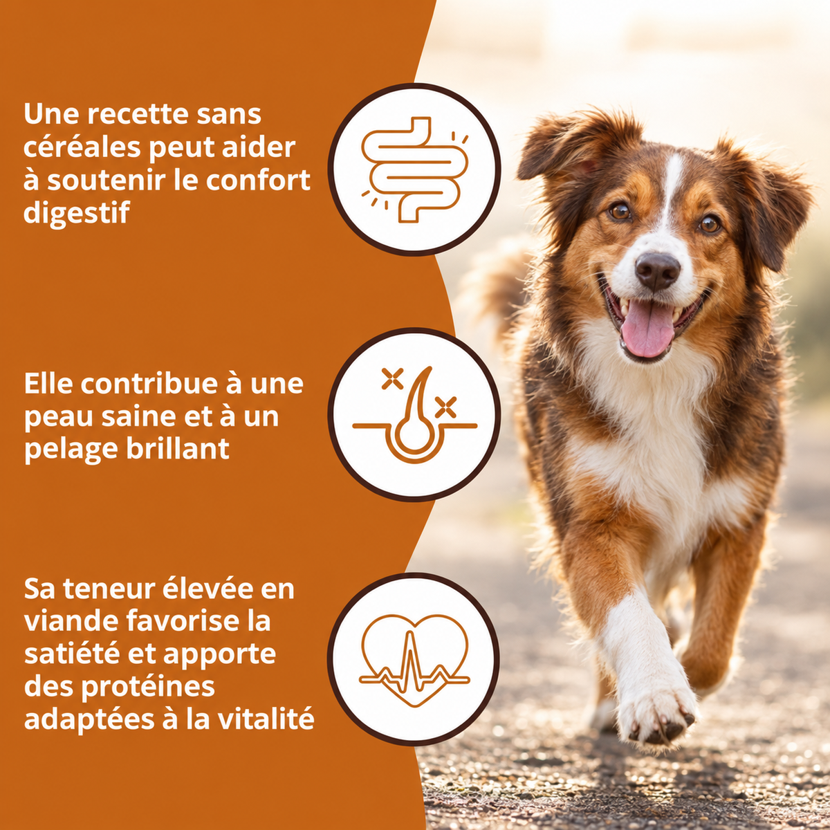 Croquettes poulet et patate douce pour chiens adultes