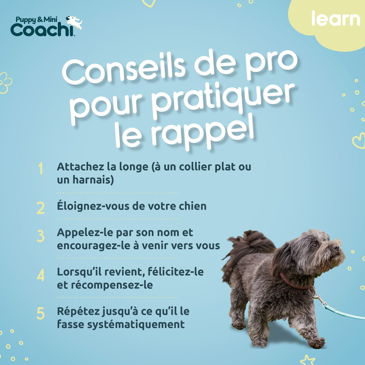 Correa impermeable para cachorros y perros pequeños