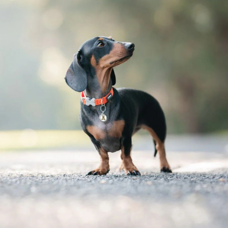 Coleira ajustável de nylon para cães