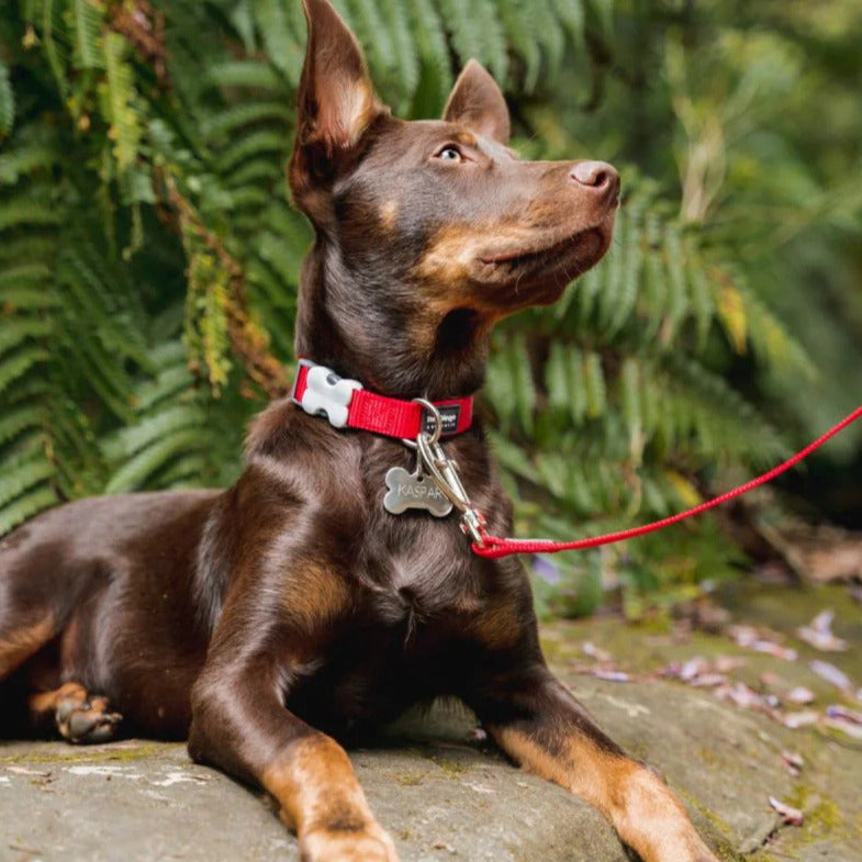 Coleira ajustável de nylon para cães