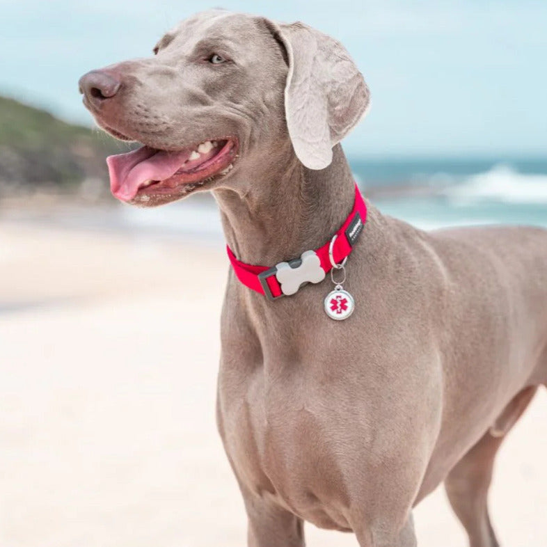 Coleira ajustável de nylon para cães