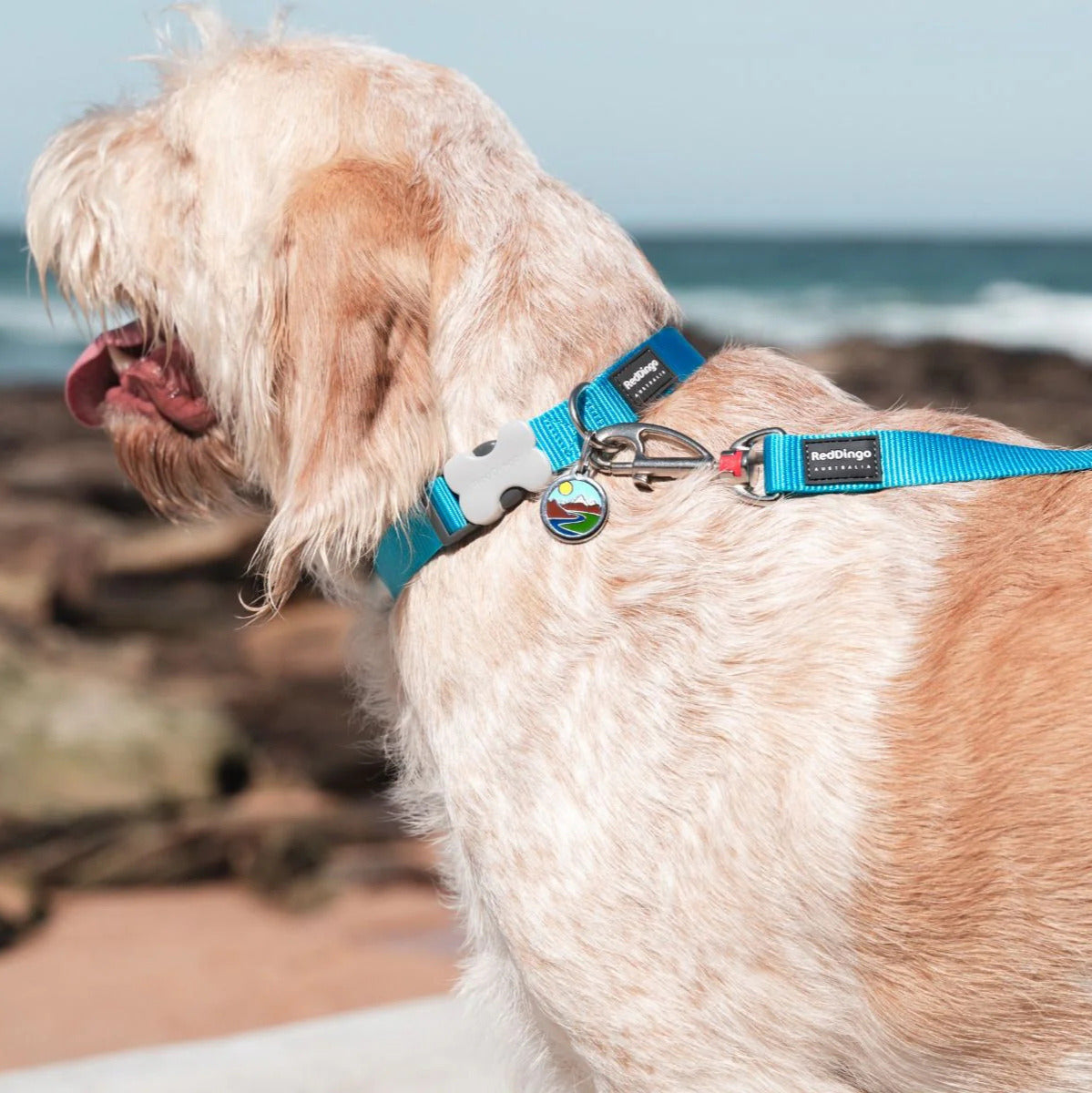 Coleira ajustável de nylon para cães