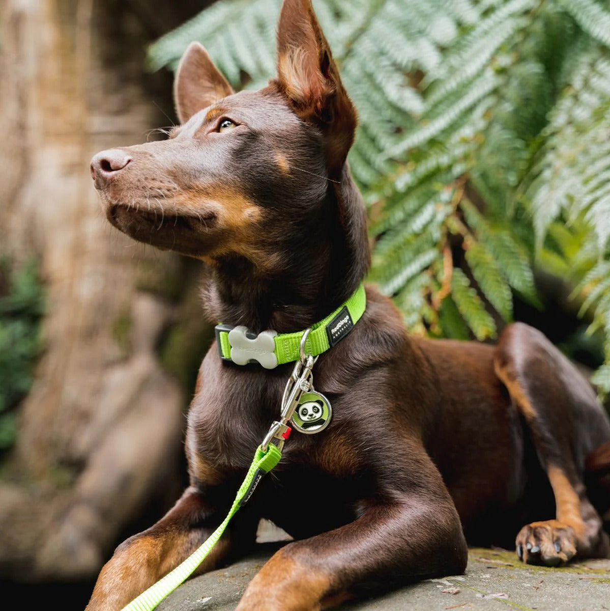 Coleira ajustável de nylon para cães