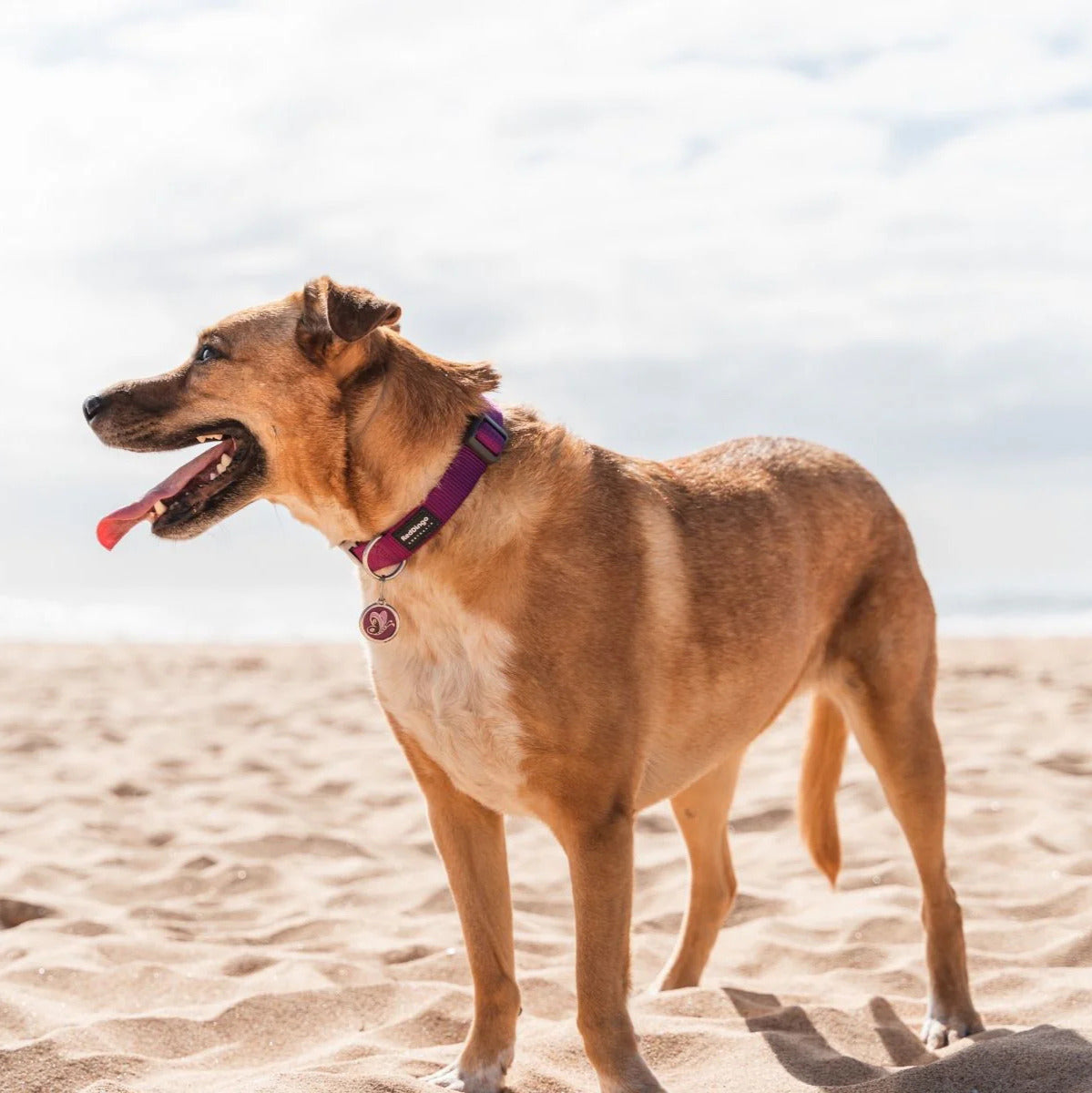 Coleira ajustável de nylon para cães