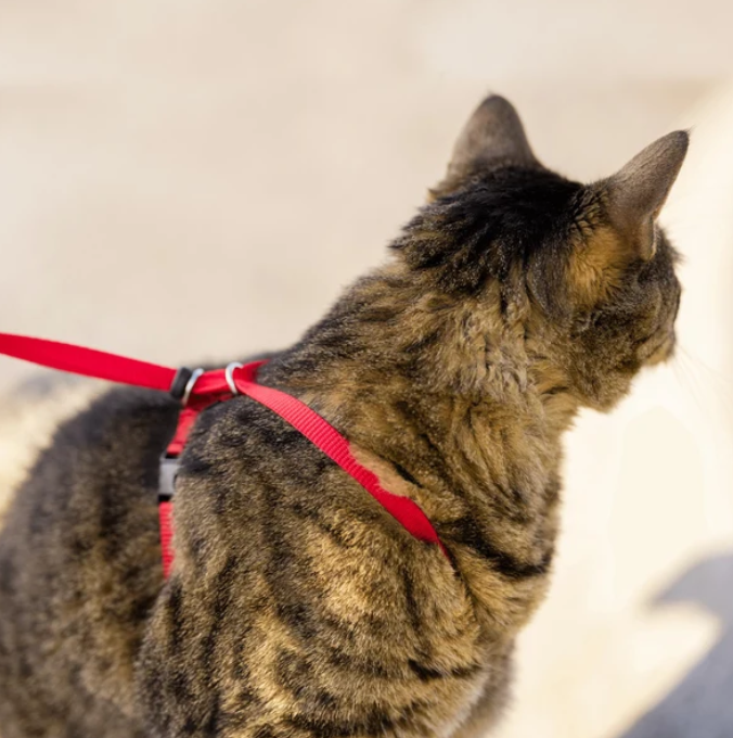 Arnés y correa Easy Walk® para gatos