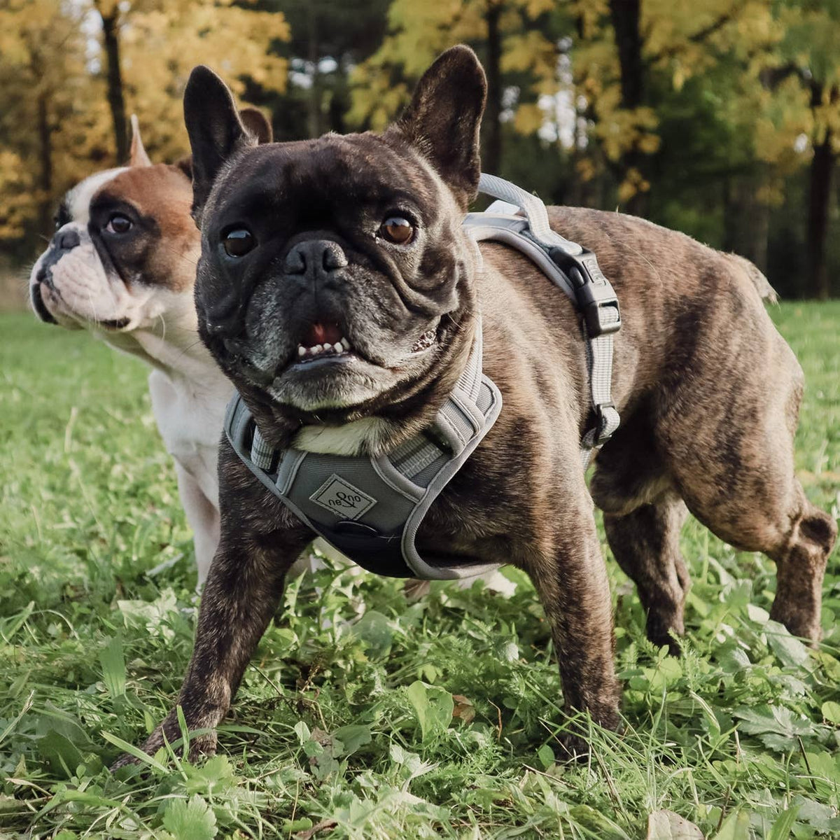 Pettorina riflettente anti-tiro per cani