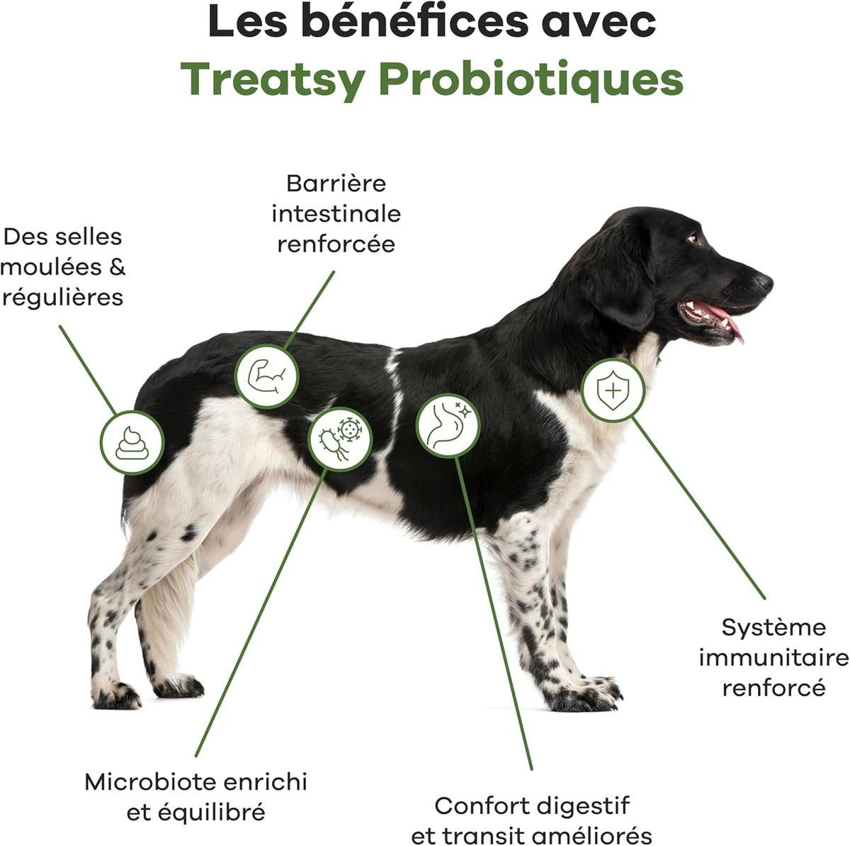 Complemento alimenticio probiótico de pollo para perros