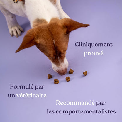 Complemento alimenticio antiestrés para perros