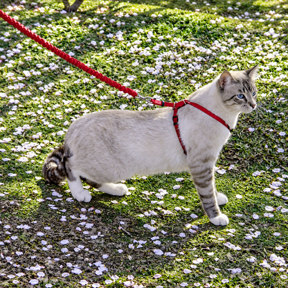 Imbracatura e guinzaglio Easy Walk® per gatti