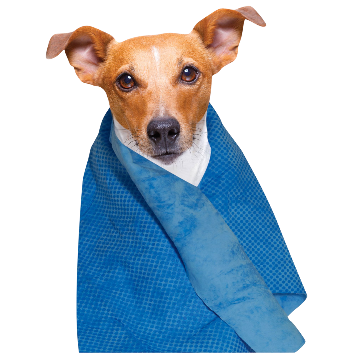 Kühlhandtuch für Hunde und Katzen