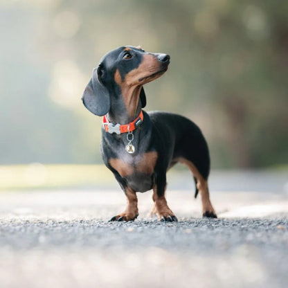 Coleira ajustável de nylon para cães