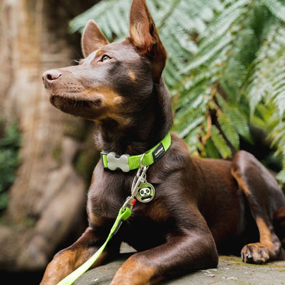 Coleira ajustável de nylon para cães