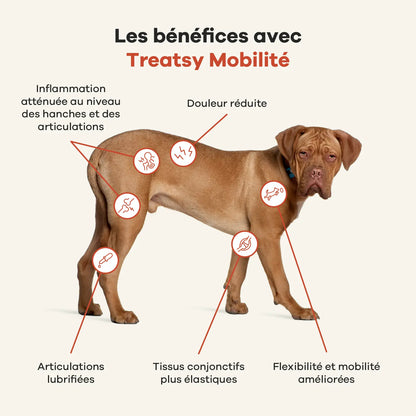 Nahrungsergänzungsmittel für die Beweglichkeit von Hunden
