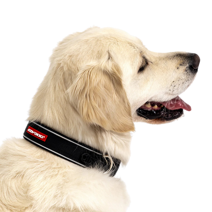 Neo Classic neoprene dog collar