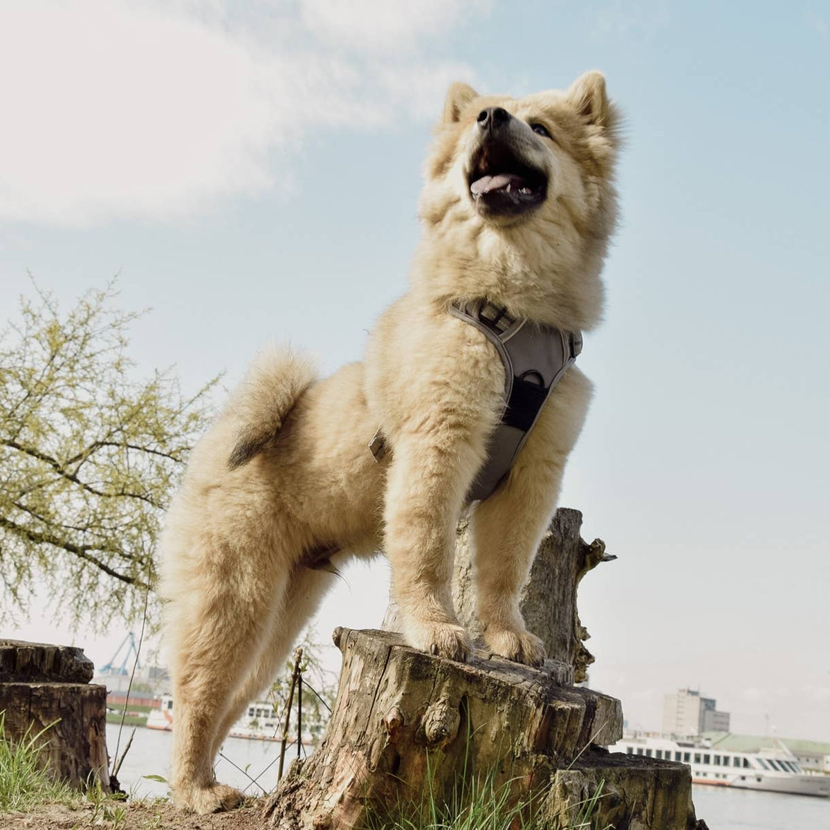 Pettorina riflettente anti-tiro per cani