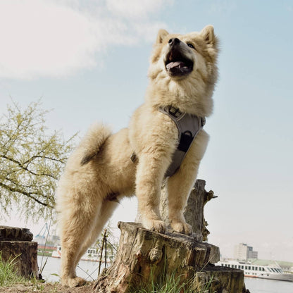 Pettorina riflettente anti-tiro per cani