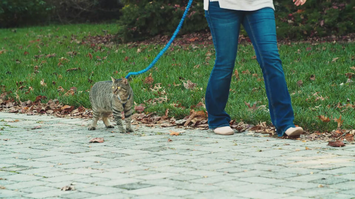 Imbracatura e guinzaglio Easy Walk® per gatti